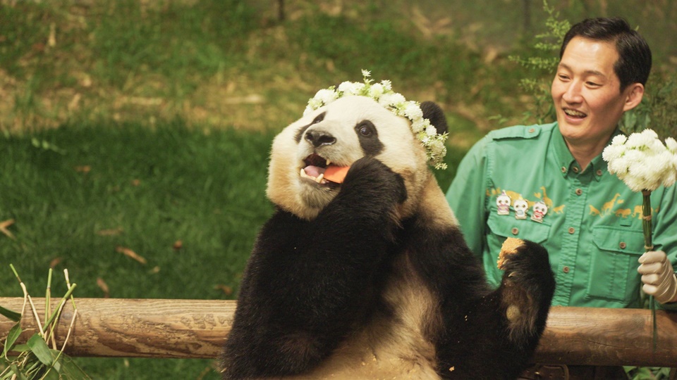 再見，福寶(國語版)